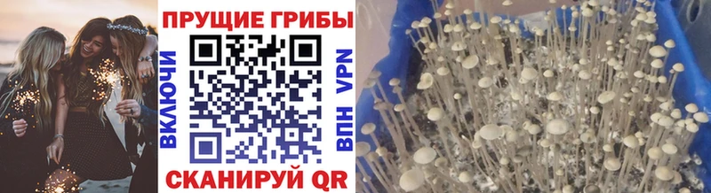магазин продажи наркотиков  Дедовск  Псилоцибиновые грибы GOLDEN TEACHER 